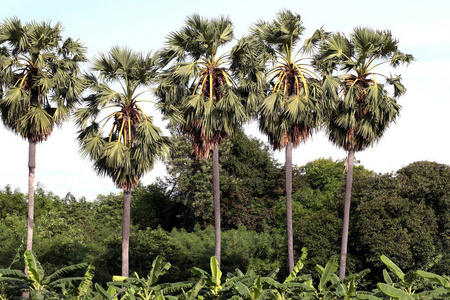 糖棕种植园树排甘蔗大树景观棕榈林绿