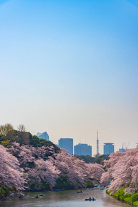 樱花环绕日本东京。 江户城堡的最北部分现在是一个公园名称Chidorigafuchi公园。 人们在Chidorigafuchi公