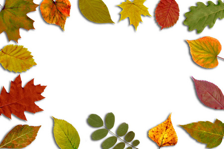 秋天的背景。 明亮的黄色，橙色，绿色，红色的叶子孤立在白色的水平背景上。 五颜六色的叶子。 文本空间。