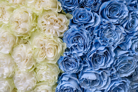 合上白色和蓝色的玫瑰。