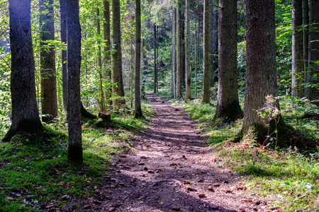 在绿色的夏日森林里的树林里徒步旅行小径，阳光明媚