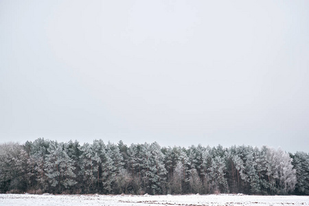 冬季雪林景观