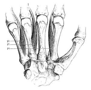 这幅插图代表手中的掌间肌肉，复古线条绘制或雕刻插图。