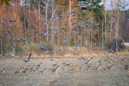 一大群鹅聚集在田野里飞向南方。拉脱维亚的候鸟。鹅是一家的水禽