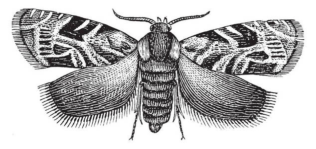 梅蛾是一个属的小和特殊标记的龟蛾，复古线绘图或雕刻插图。