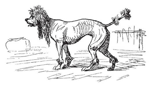 瘦狗是一只大狗，最初是在19世纪初为狩猎而饲养的，老式的线条绘制或雕刻插图。