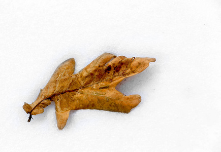 秋天的橡树叶在雪上