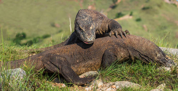 争夺科莫多龙的统治权。 科学名称Komodoens is。 自然背景是林卡岛的景观。 印度尼西亚。