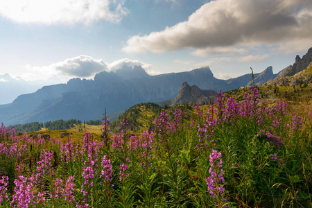 高山景观。 前景粉红色的山花，山谷和松林。 在背景下，意大利白云岩山。 多云的夏日。