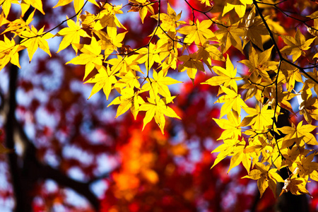 五彩缤纷的秋叶，京都，日本