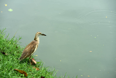 鸟在水中游动，以昆虫为食，鱼和甲壳类动物成群结队