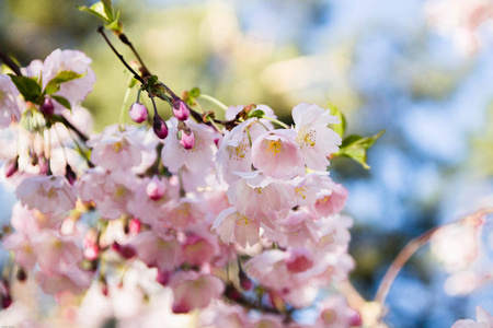 樱花。 日本樱桃。 日本樱桃花枝。