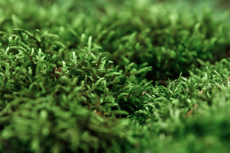 创意背景绿色苔藓模型。 平躺着。 春季夏季边界图案。 空气艺术形象自由空间。 概念的性质。
