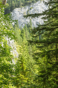 斯洛伐克欧洲塔特拉山上美丽的山景。 夏天的风景有山有林。