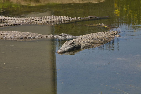 南非河岸的尼罗河鳄鱼crocodylusniloticus