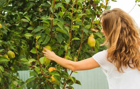梨子。 穿着白色连衣裙的年轻女人在花园里的一棵树上摘梨。 有梨作物的花园。 新鲜水果。 有机食品。 收获概念