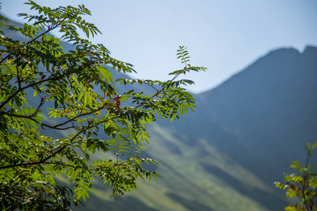 仔细观察蒙丹的树。 森林中有天然树木的山体景观。 斯洛伐克欧洲的塔特拉山。