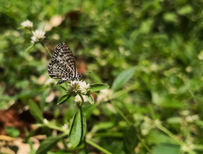 美丽的白色蝴蝶，有棕色条纹。 普通的或条纹的皮埃罗。 卡斯塔柳斯罗西蒙或塔拉克斯纳拉。