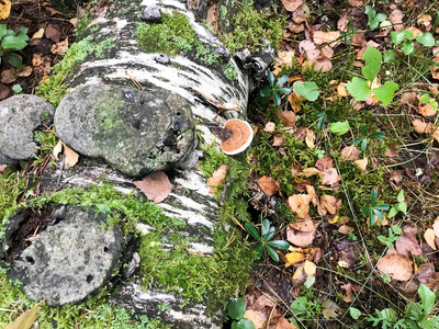 木树干上的不同木本美味的蘑菇, 上面覆盖着天然的绿色苔藓和草地, 森林里有树叶。