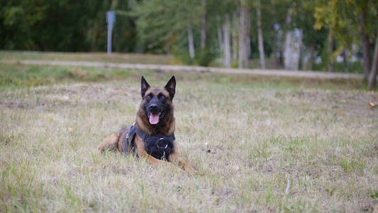 一只训练有素的德国牧羊犬躺在田野上。舌头出
