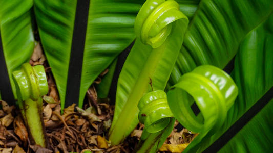 蕨类植物绿色卷曲的叶子纹理背景。 热带森林中的蕨类植物绿叶。 绿叶与美丽的图案在花园中的有机概念。 在丛林中生长的天然植物。 自