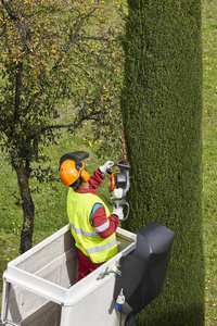 装备工人在起重机上修剪一棵树。 园艺工作
