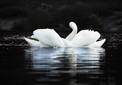 白色天鹅夫妇在黑暗的湖底，美丽的倒影在水中