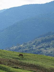 绿林下的喀尔巴阡山村