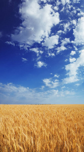 蓝天下的麦田，白云，阳光，垂直壁纸，全景