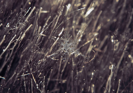 雪花在灰色的背景上美丽