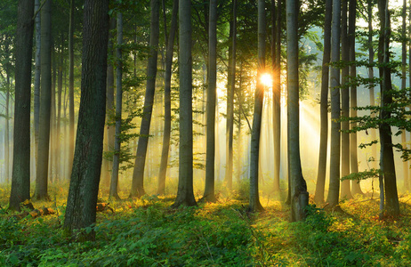 美丽的早晨，秋天的森林里有阳光