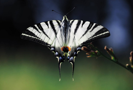 白色蝴蝶马查恩在蓝色和绿色背景下关闭顶部视图。