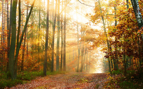 清晨，秋林中美丽的阳光