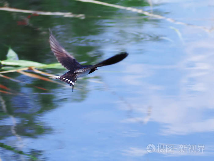 在湖上飞行的燕子