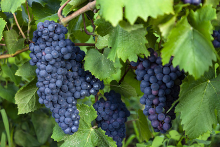 收获时成熟的葡萄。 阳光明媚的夏日葡萄园。