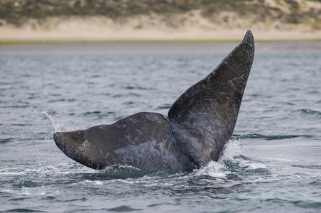 阿根廷南部右鲸尾巴塔哥尼亚