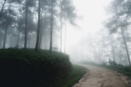 早晨的雾和树林