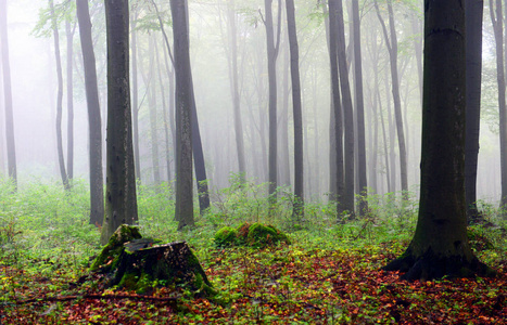 早晨美丽的雾蒙蒙的秋林