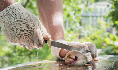 男子手在手套切割生鲜小体鲟鱼, 准备在花园烧烤