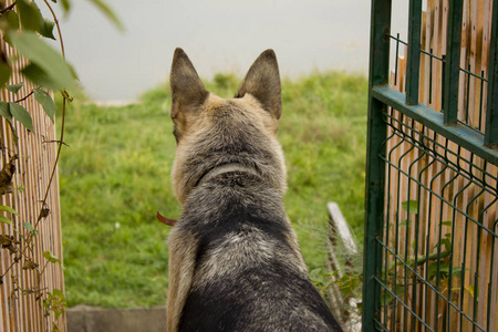 家养的牧羊犬。 牧羊人用棍子玩。 狗在街上。