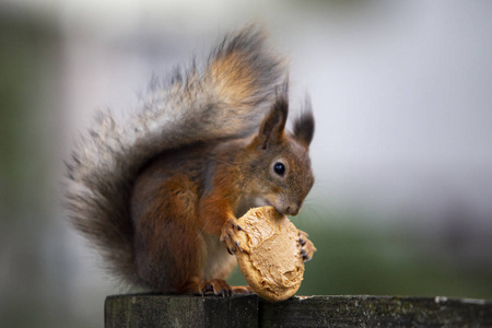 一只可爱的松鼠在享受他的饼干。