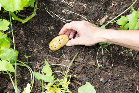 在花园里挖掘的人手中的新鲜土豆