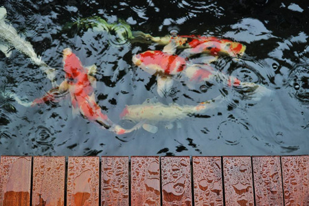 小水滴在木制露台上的选择性聚焦与锦鲤鱼日本鱼水下在锦鲤池塘在雨天。上景。宠物，家庭和装饰概念。