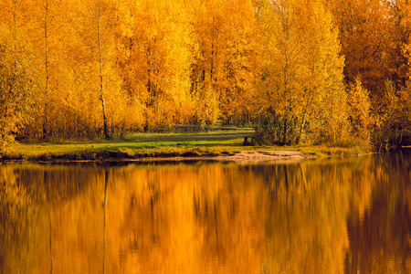 秋季落叶林的亮黄色橙色反映在水面上