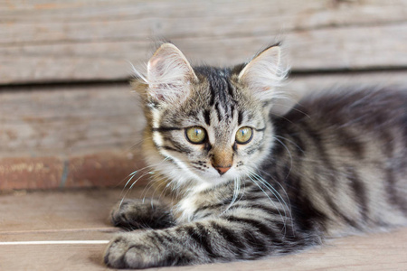 美丽的灰色小猫坐在木板上