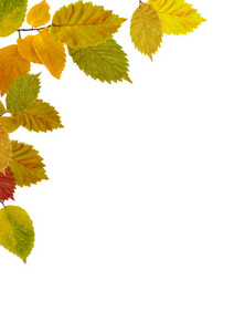 秋季山毛榉叶片背景。 明亮的黄色，橙色，绿色，红色的叶子孤立在白色的垂直背景上。 五颜六色的叶子。 文本空间。