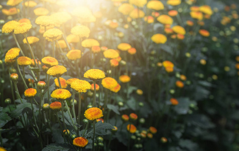 小黄菊花，阳光自然背景