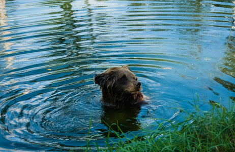 坐在水里的棕色大灰熊。
