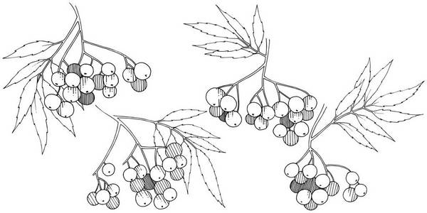 矢量秋季黑色山梨植物。 浆果植物植物园花叶。 孤立的插图元素。 孤立的插图元素。 背景纹理框架或边框的矢量植物。