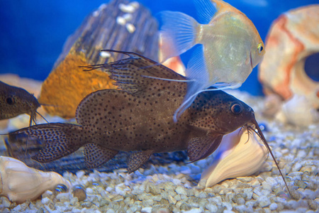 水族馆鲶鱼在蓝色水族馆水中